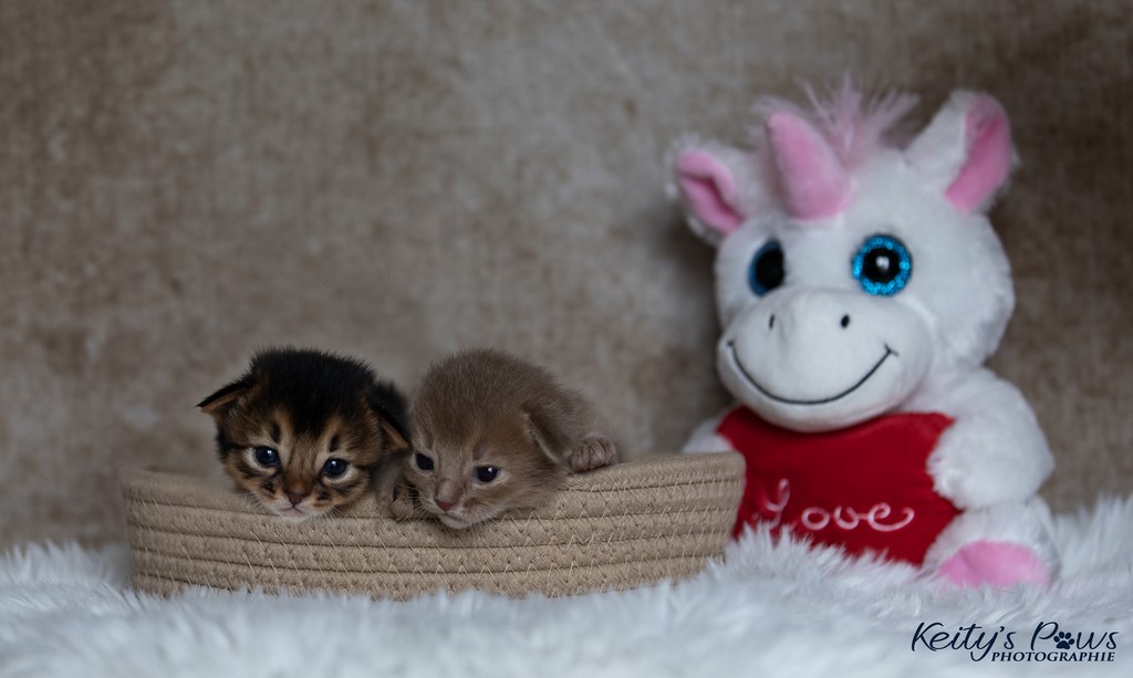 Zéphyr Voltaire Zariya-Sitara 2 Semaines