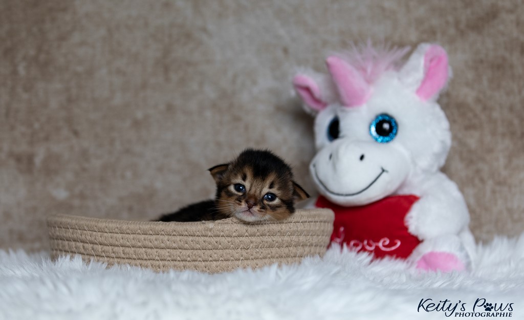 Zéphyr Voltaire 2 Semaines