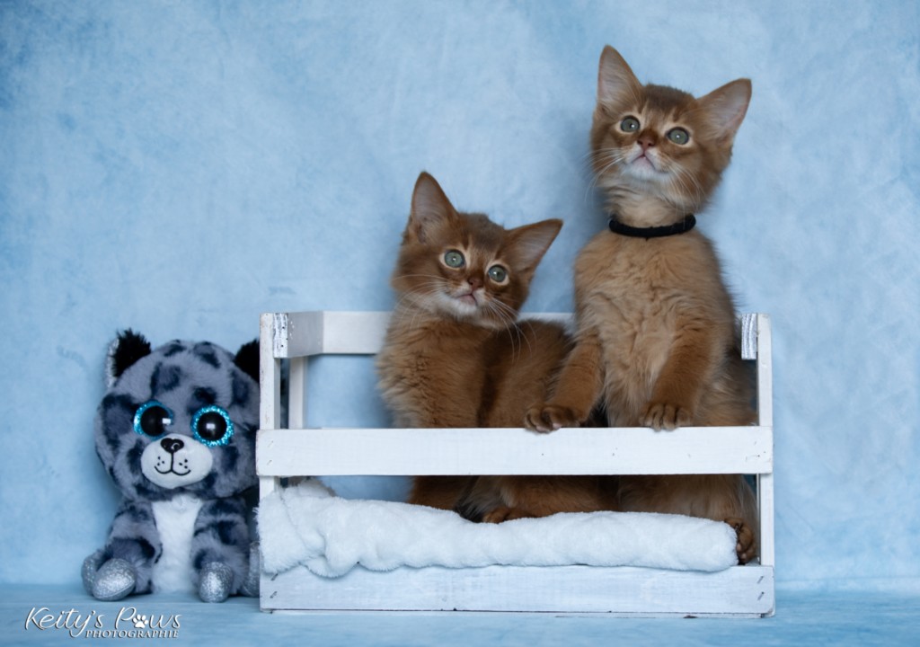 Ashka-Ayrton  & Asthur-Achille 2 Mois