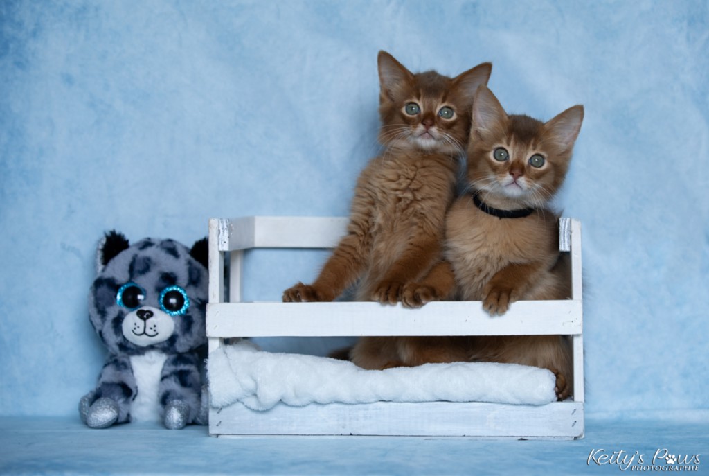 Asthur-Achille & Ashka-Ayrton 2 Mois