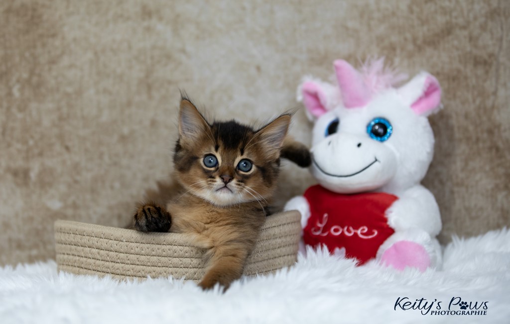 Yôkaï  "Sekiro"  1 Mois