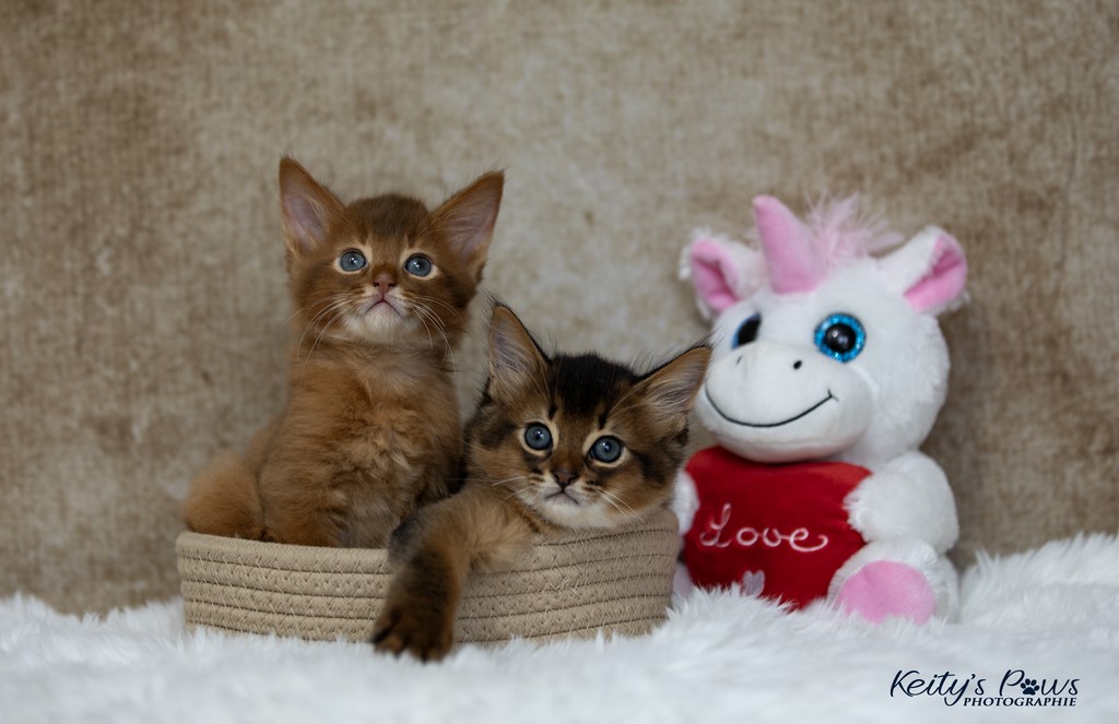 Yôkaï  "Sekiro" &  Zenkō "Teto"  1 Mois