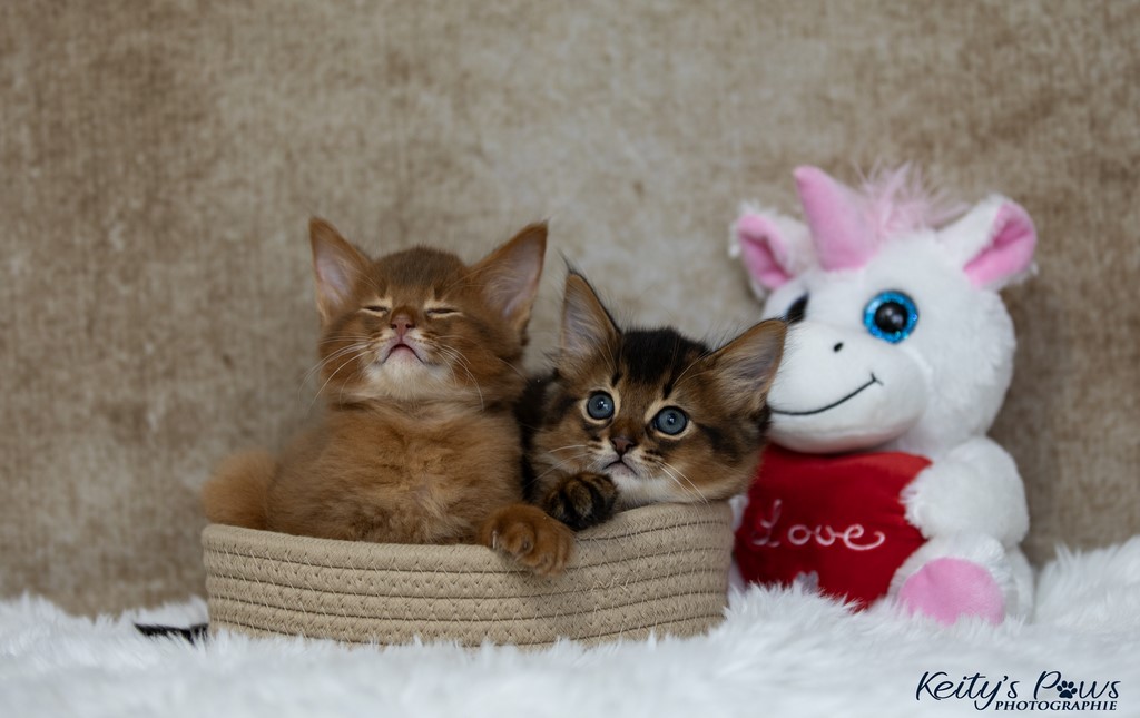 Yôkaï  "Sekiro" &  Zenkō "Teto"  1 Mois