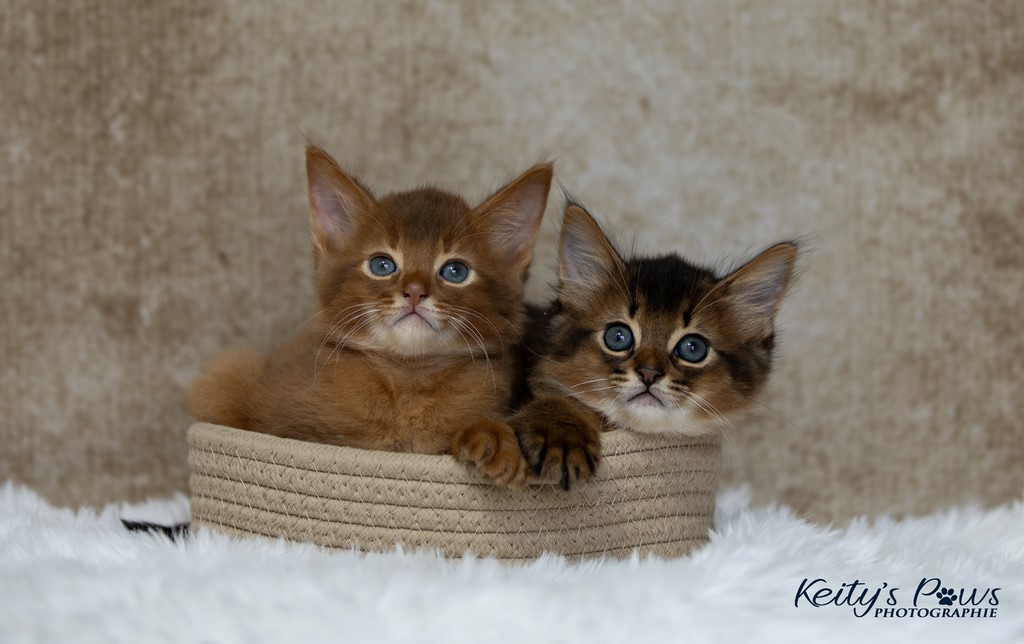 Yôkaï  "Sekiro" &  Zenkō "Teto"  1 Mois