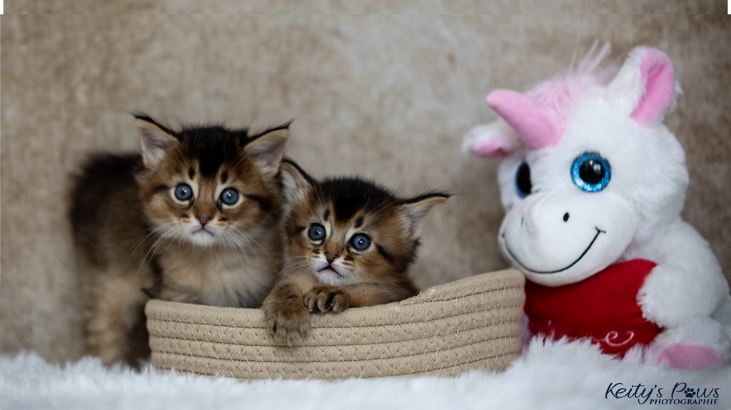   Wanda Vixy & Vision Sola 1 Mois