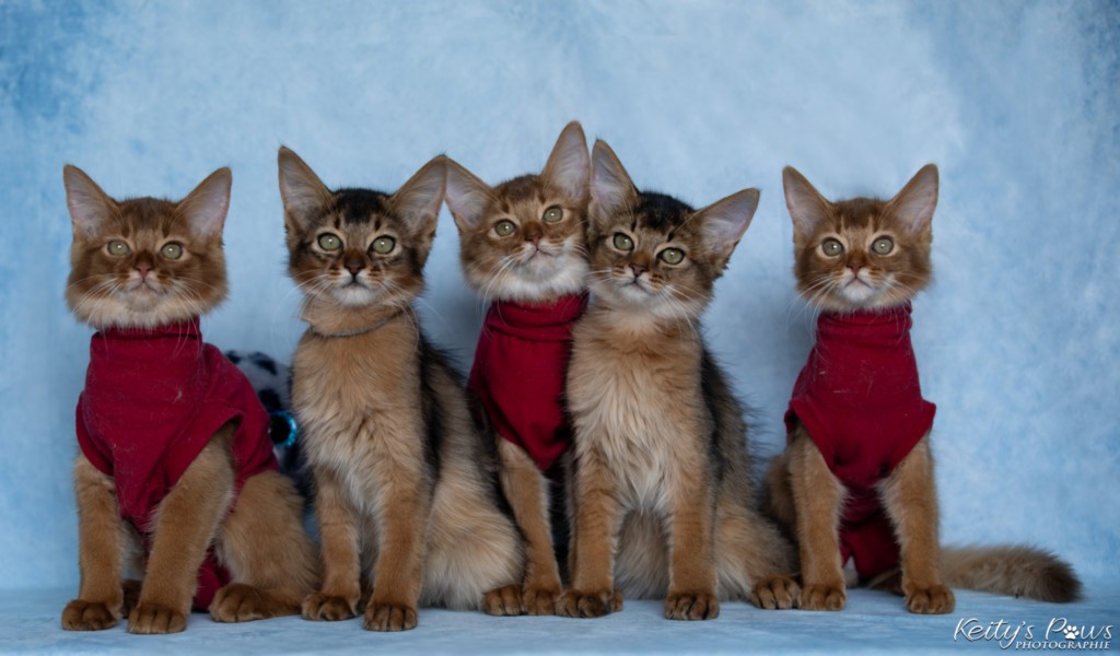 Aveline-Nala,  Amandine Aum,  After-Eight Minty , Azuki-Māui, Amaretto-Aegon 3 Mois