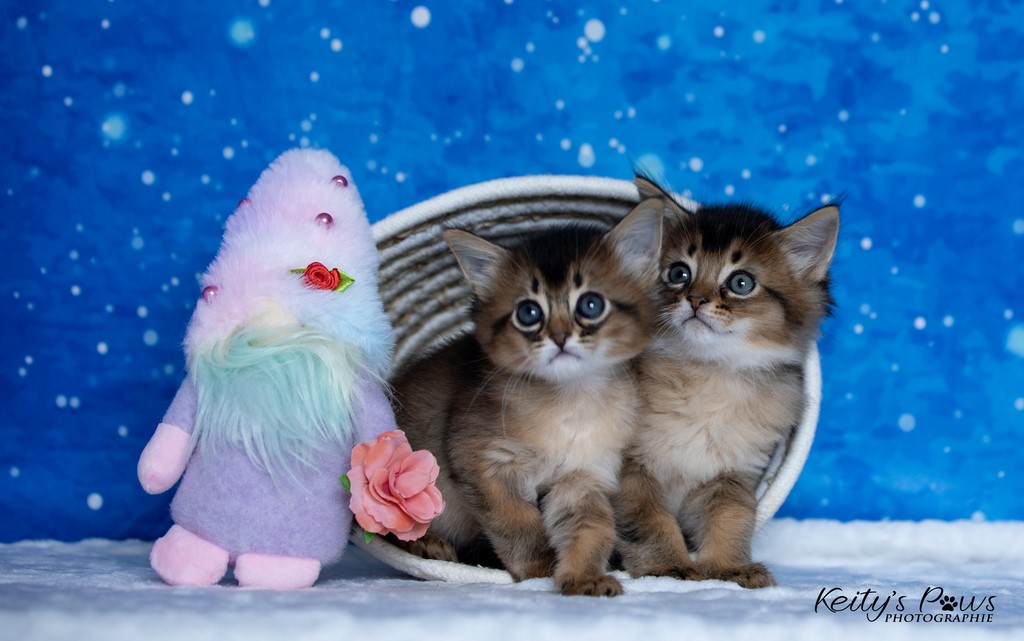  Wanda Vixy & Vision Sola 1 Mois