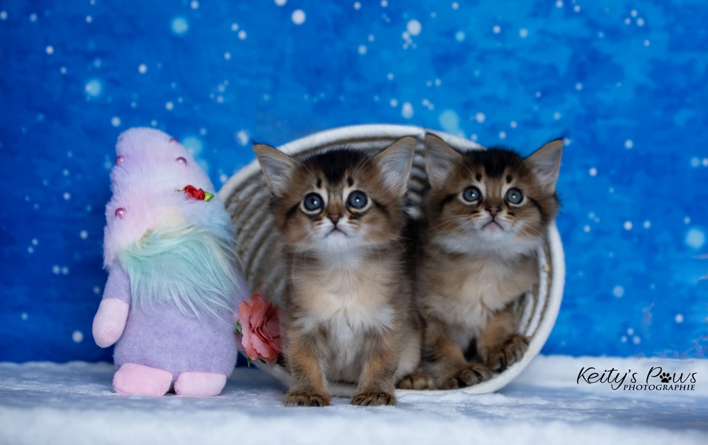  Wanda Vixy & Vision Sola 1 Mois