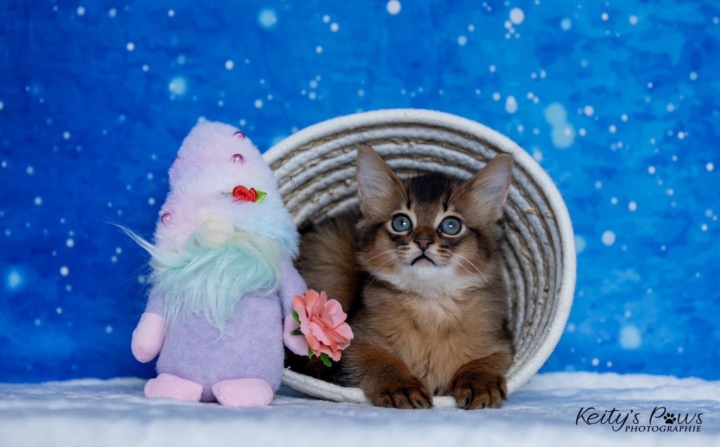 Yôkaï  "Sekiro"  1 Mois