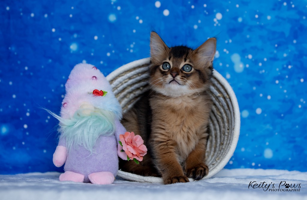 Yôkaï  "Sekiro"  1 Mois