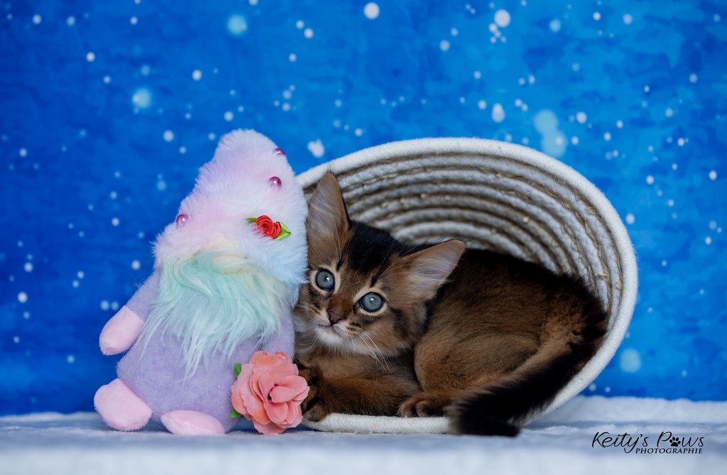 Yôkaï  "Sekiro"  1 Mois