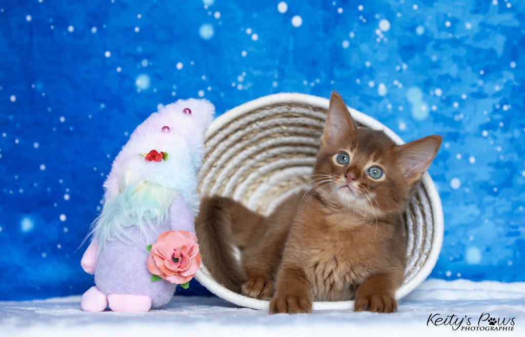  Zenkō "Teto"  1 Mois