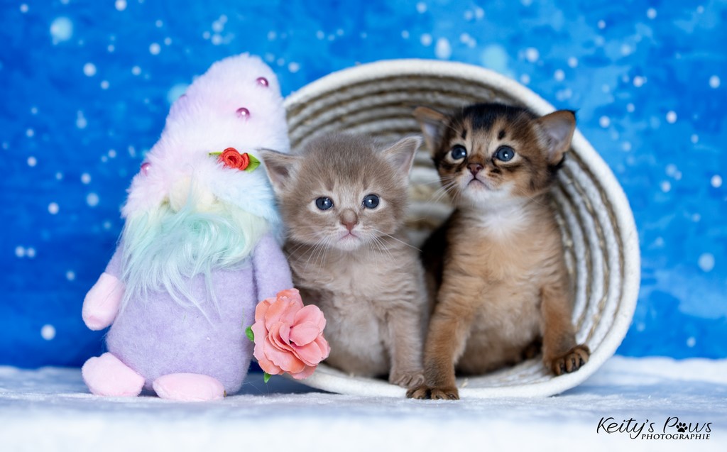 Zariyã Sitarã & Zéphyr Voltaire  3 Semaines