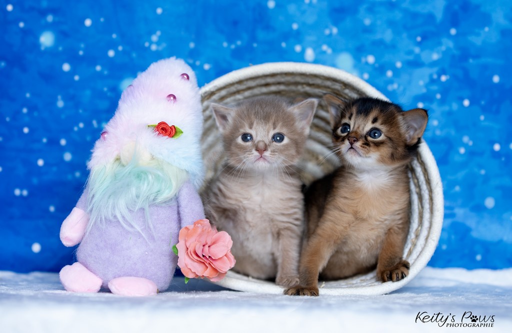 Zariyã Sitarã & Zéphyr Voltaire  3 Semaines