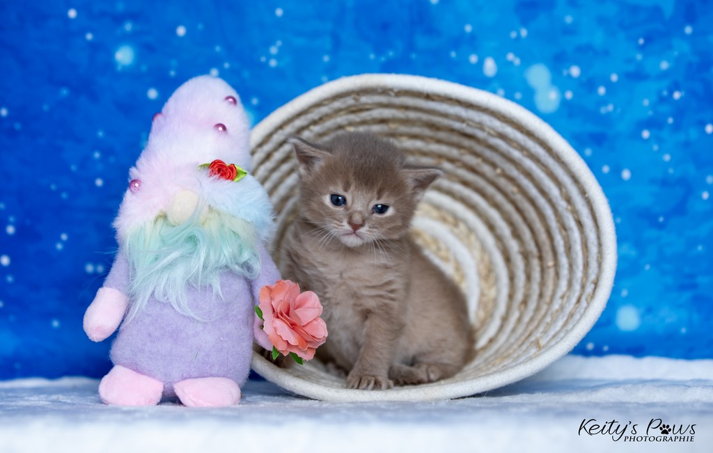 Zariyã Sitarã   3 Semaines