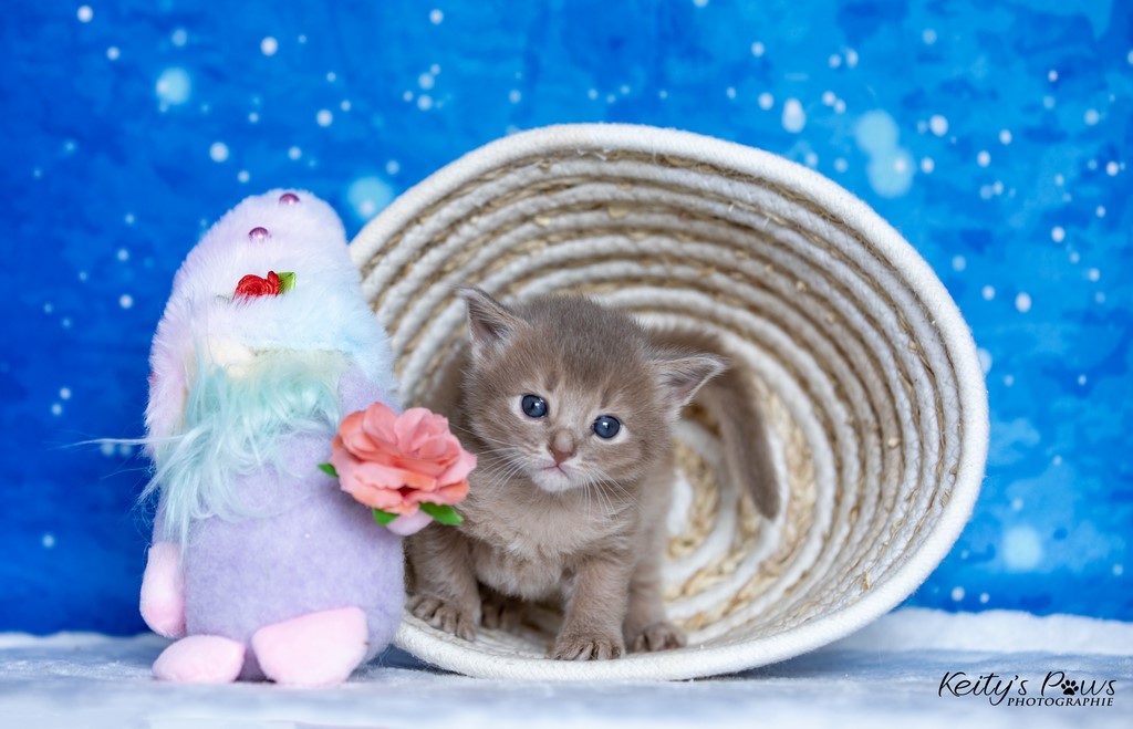 Zariyã Sitarã   3 Semaines