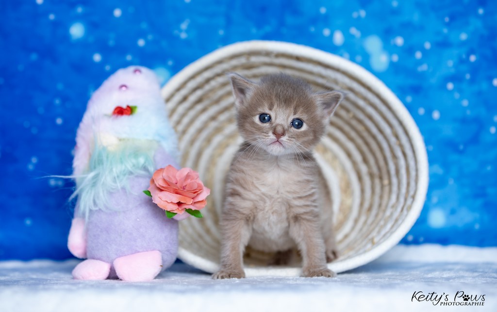 Zariyã Sitarã   3 Semaines