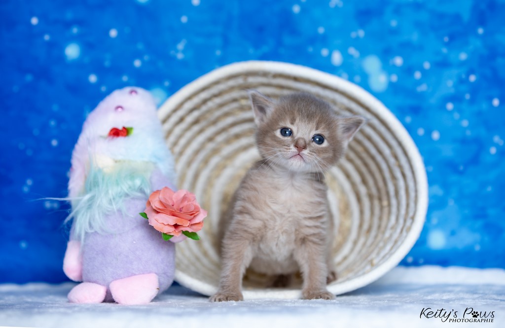 Zariyã Sitarã   3 Semaines