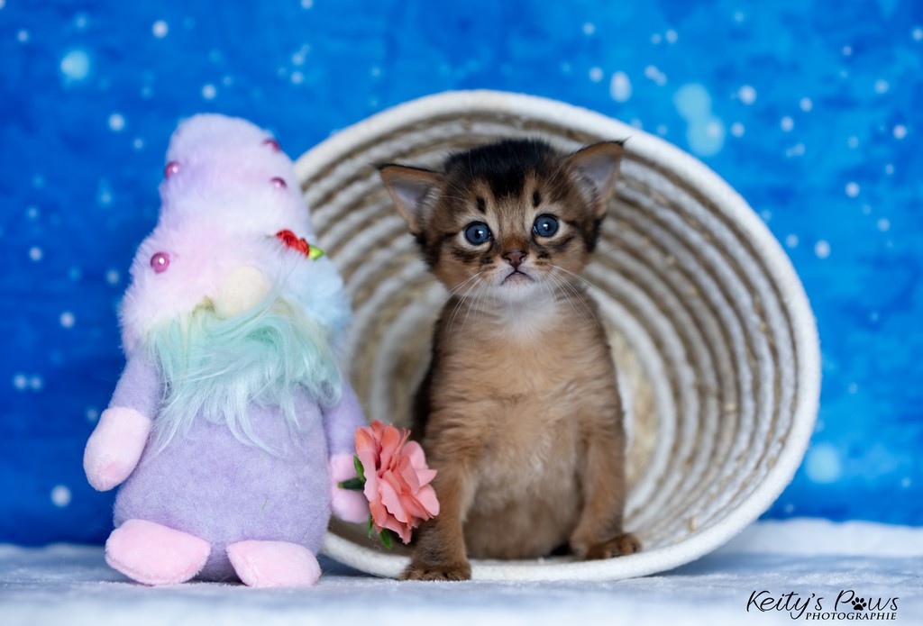 Zéphyr Voltaire  3 Semaines