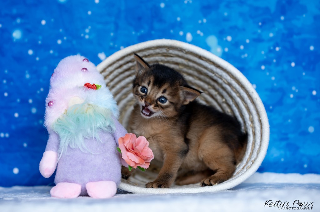 Zéphyr Voltaire  3 Semaines