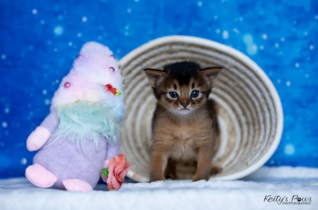 Zéphyr Voltaire  3 Semaines