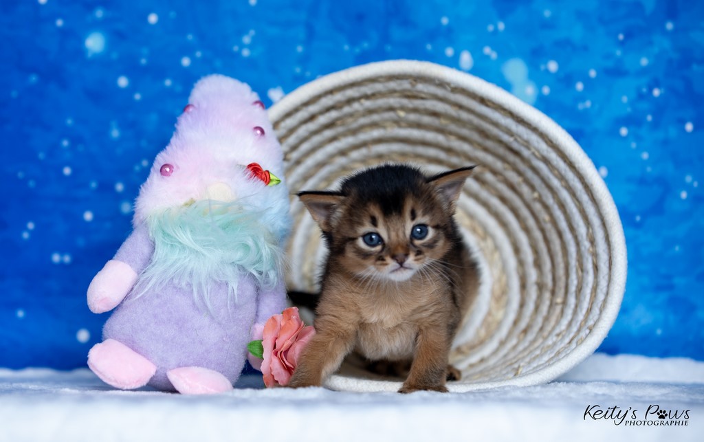 Zéphyr Voltaire  3 Semaines