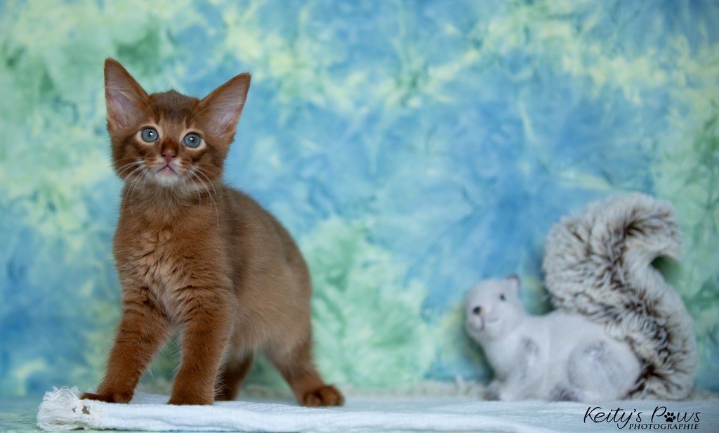  Zenkō "Teto"  1 Mois