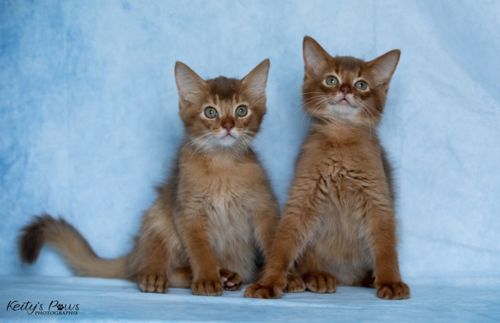 Ashka-Ayrton & Asthur-Achille 2 Mois