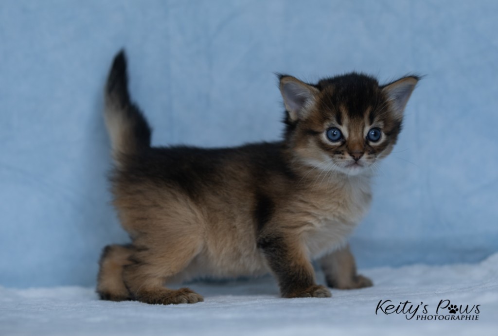  Athor-Mapel 3 Semaines