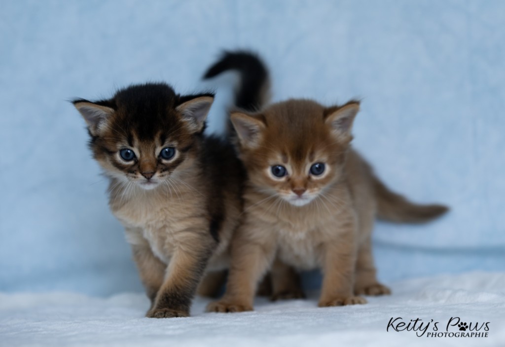 Athena-Abigail & Athor-Mapel 3 Semaines