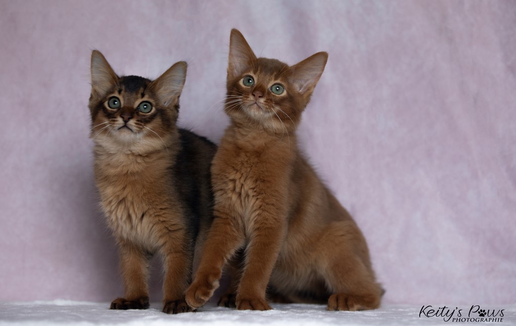 Yôkaï  "Sekiro" &  Zenkō "Teto"  2 Mois