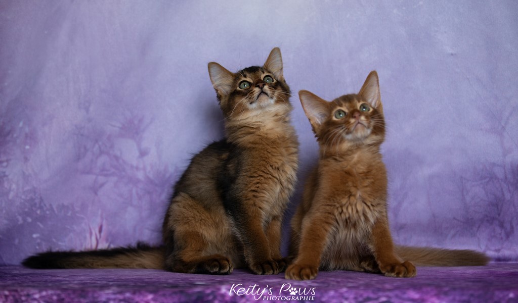 Yôkaï  "Sekiro" &  Zenkō "Teto"  2 Mois