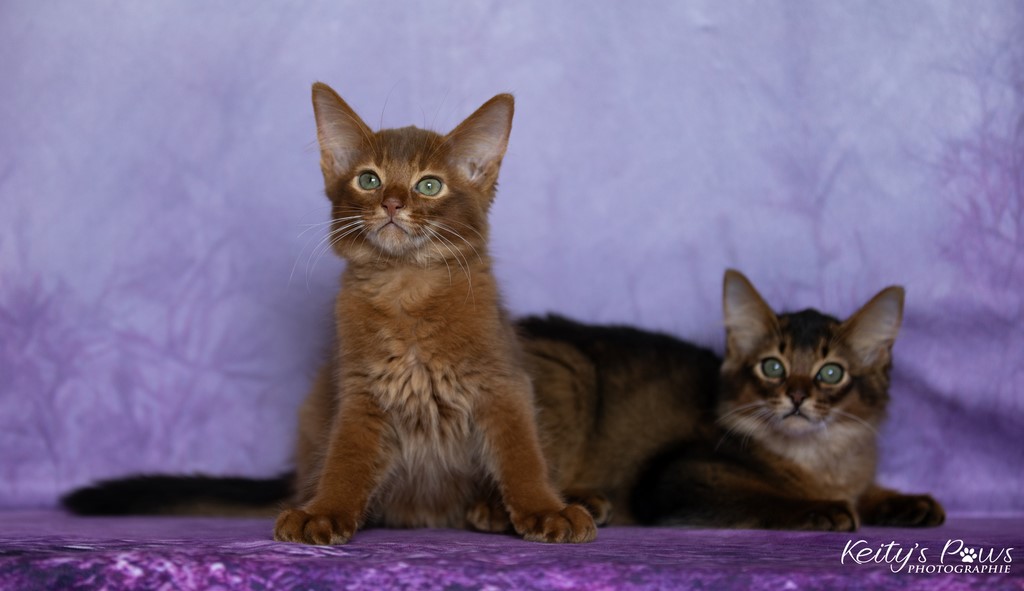 Yôkaï  "Sekiro" &  Zenkō "Teto" c 2 Mois