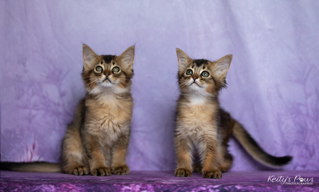  Wanda Vixy & Vision Sola 2 Mois