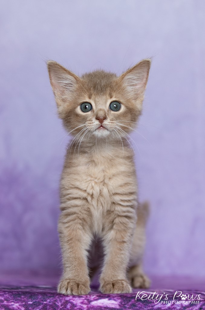 Zariyã Sitarã  1 Mois