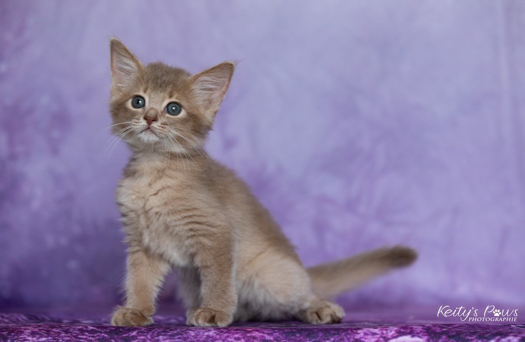 Zariyã Sitarã  1 Mois