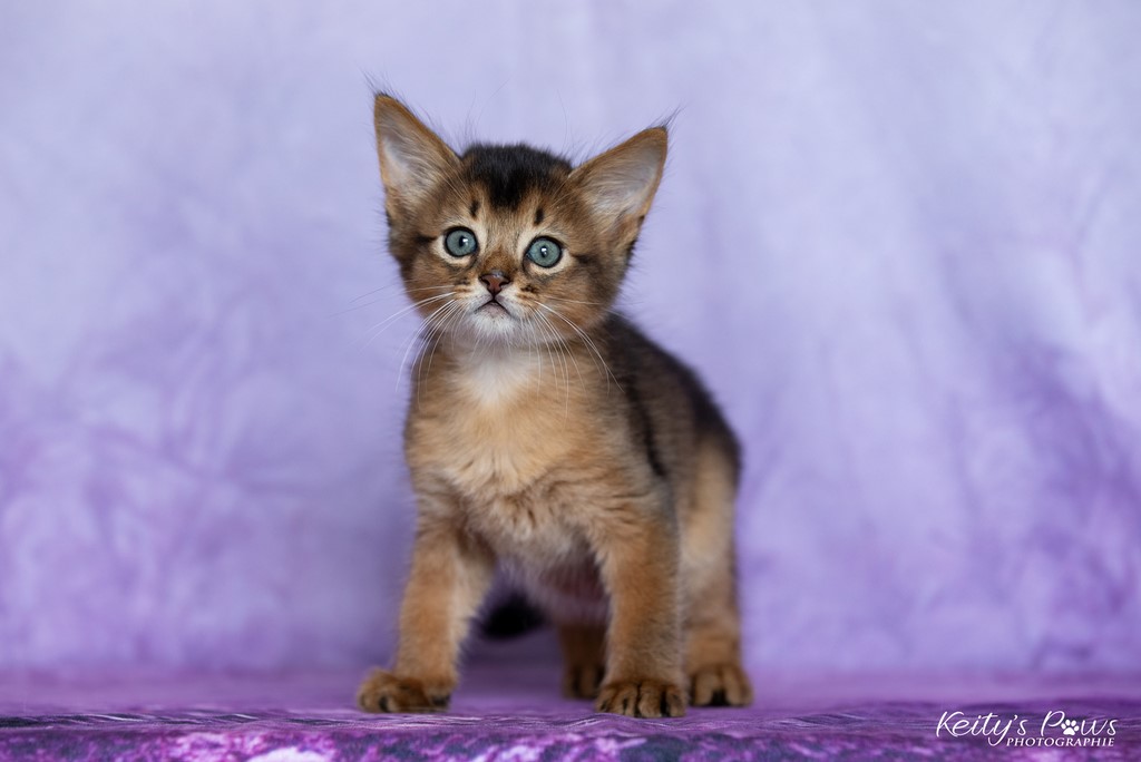  Zéphyr Voltaire 1 Mois