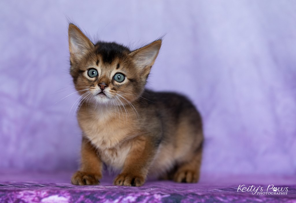  Zéphyr Voltaire 1 Mois