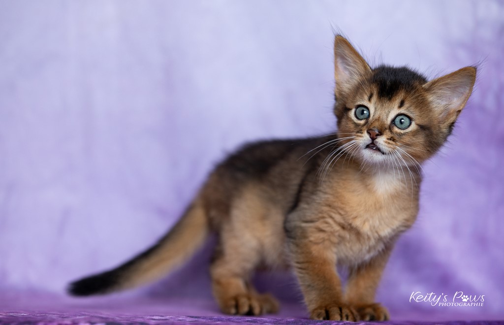  Zéphyr Voltaire 1 Mois