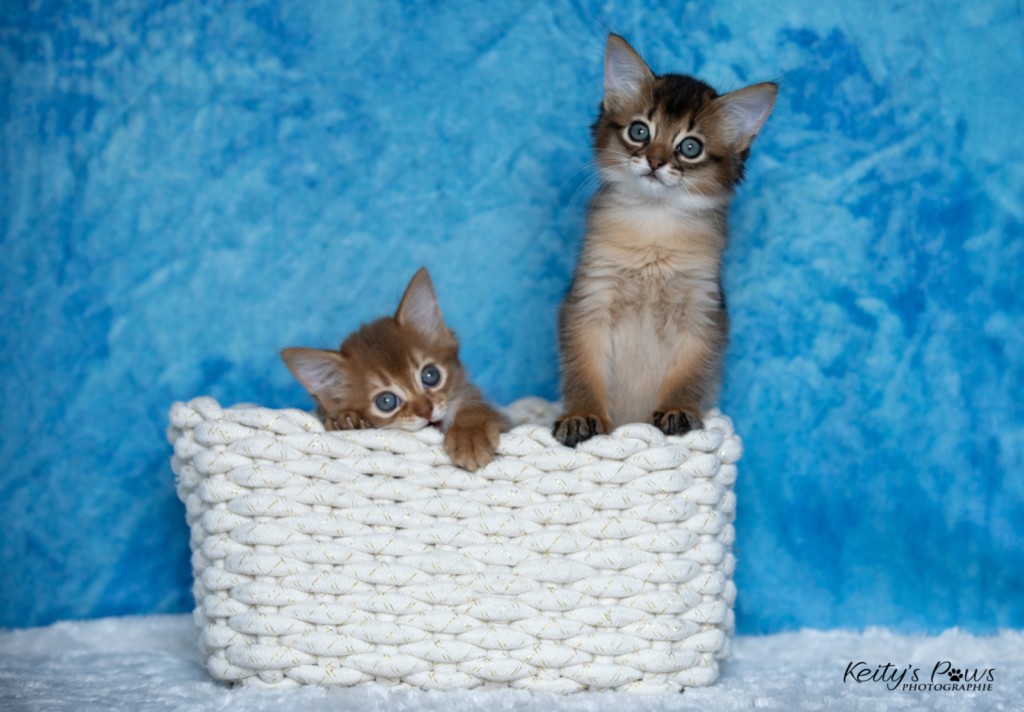 Athena -Abigail & Athor-Mapel  1 Mois