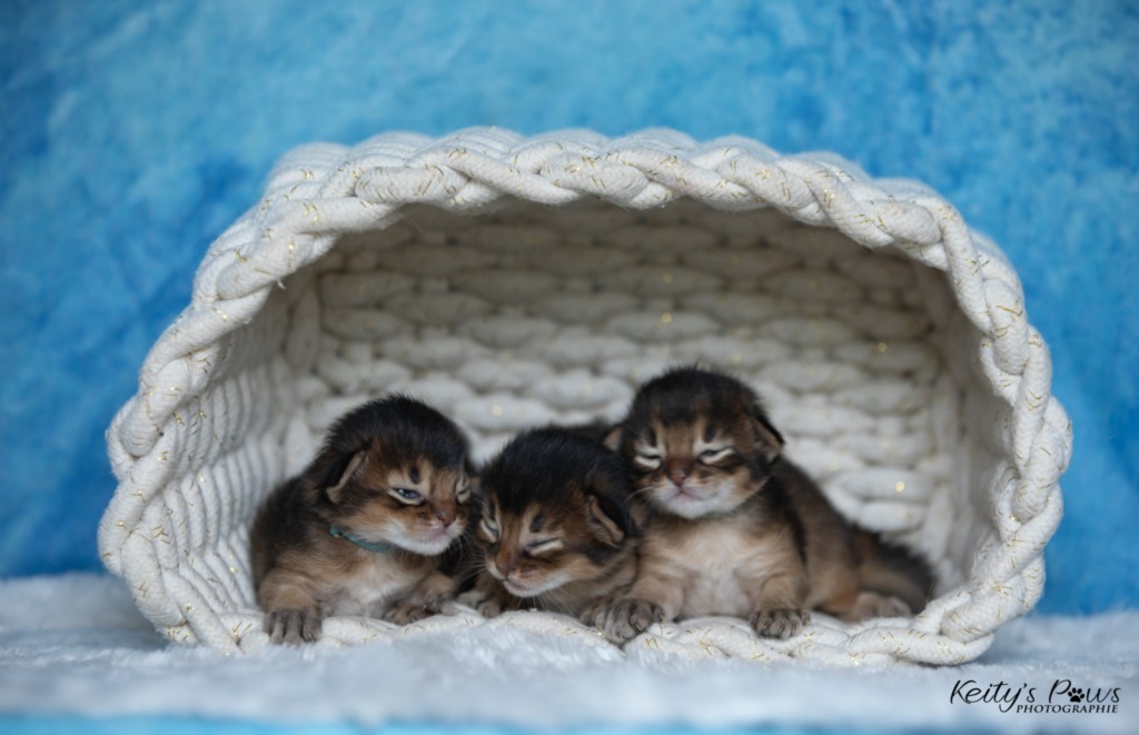 A.... Collier Vert   A.... Collier bleu   A.... Collier Jaune  1 Semaine