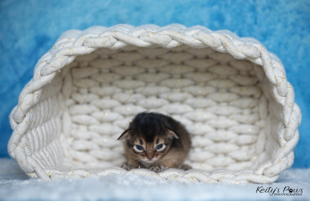 A.... Collier Bleu Male 1 Semaine
