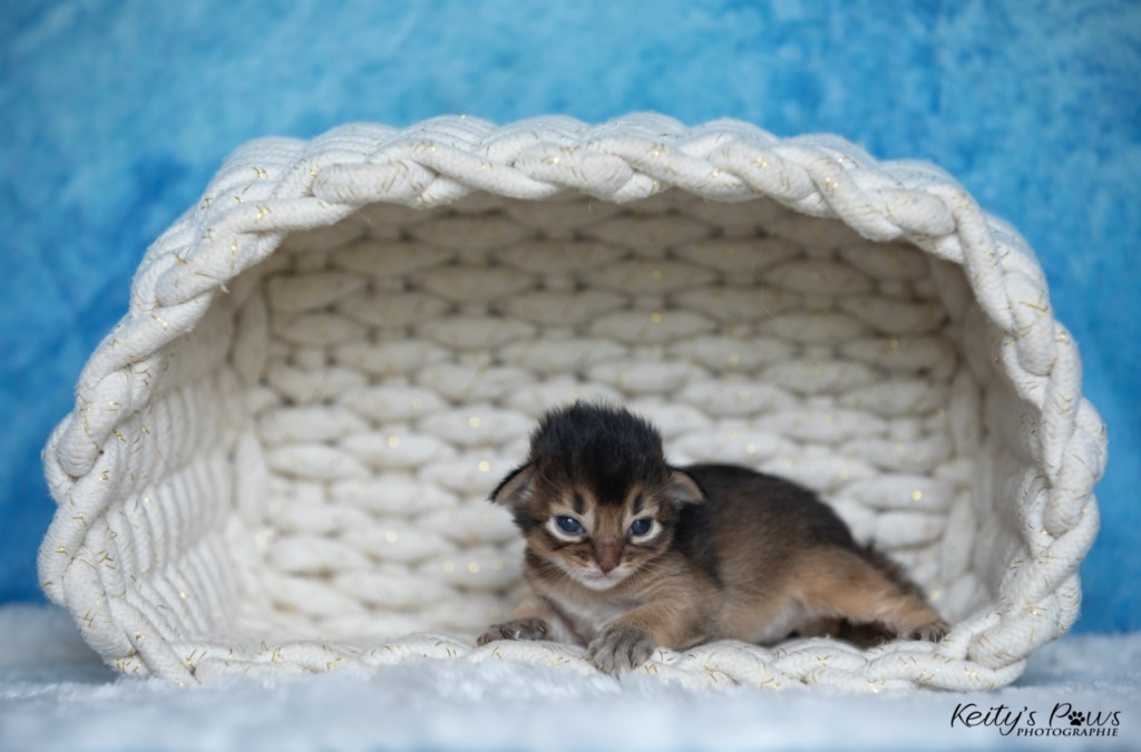 A.... Collier Bleu Male 1 Semaine