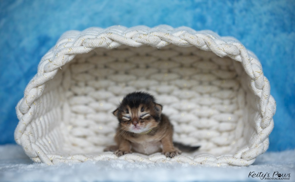 A.... Collier Jaune Femelle 1 Semaine