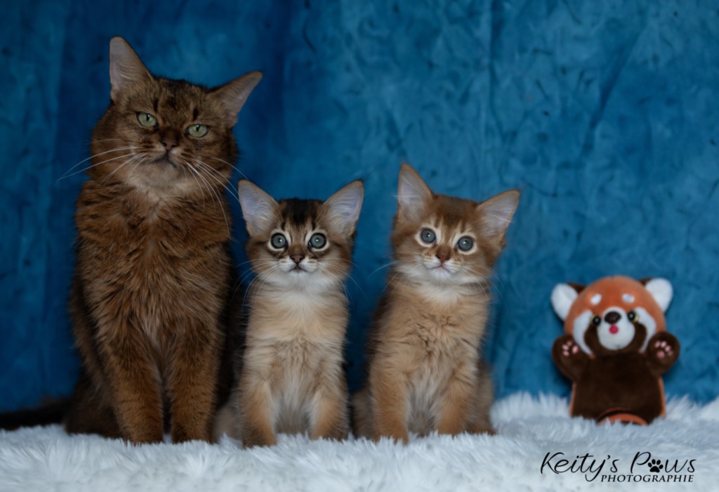 Athena -Abigail & Athor-Maple  2 Mois