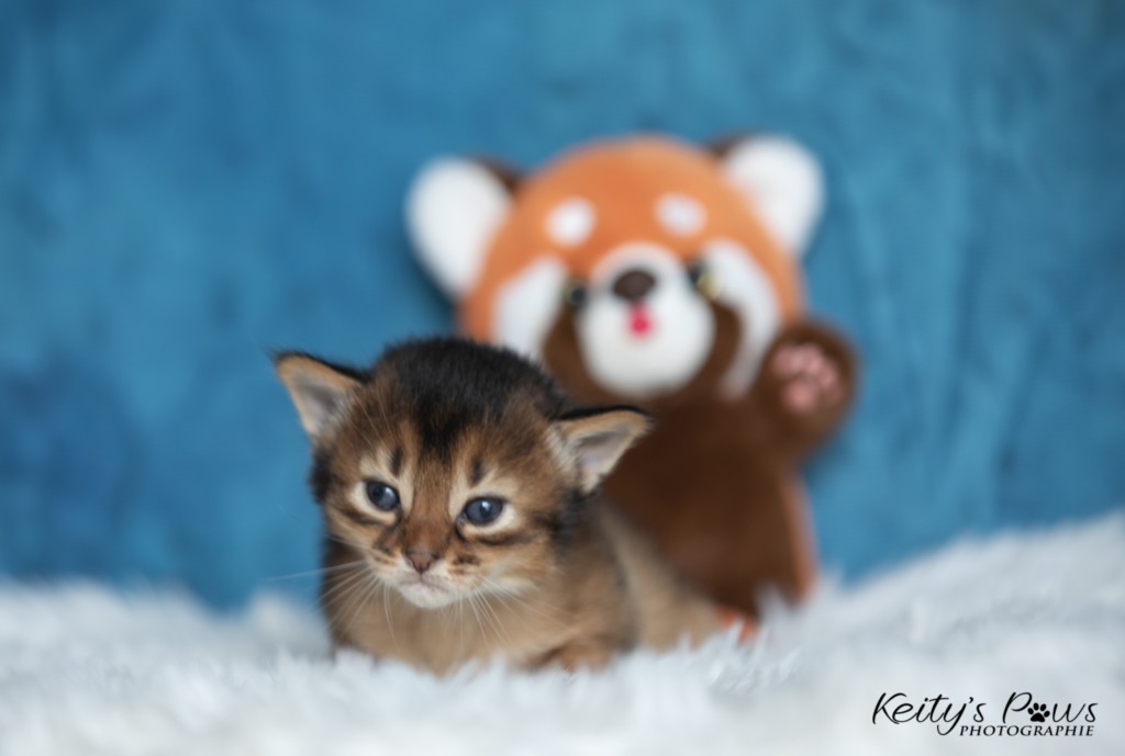 Adāhya-...  2 Semaines