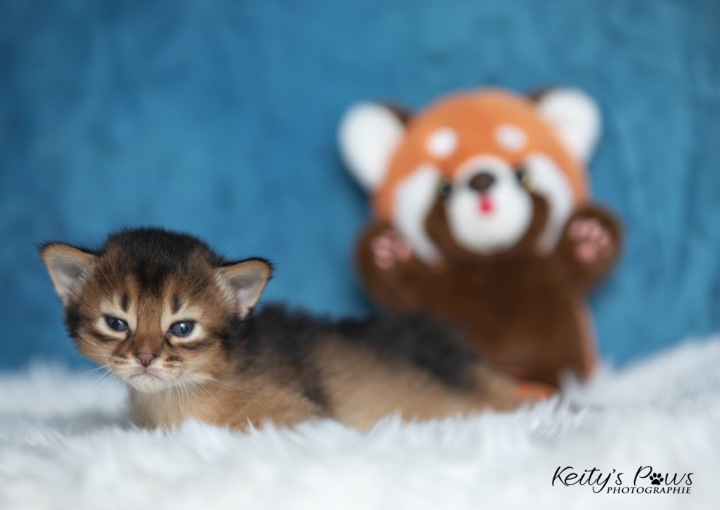 Adāhya-...  2 Semaines