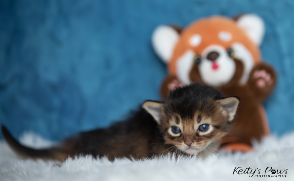  Aegnor-Azur (bleu)  2 Semaines