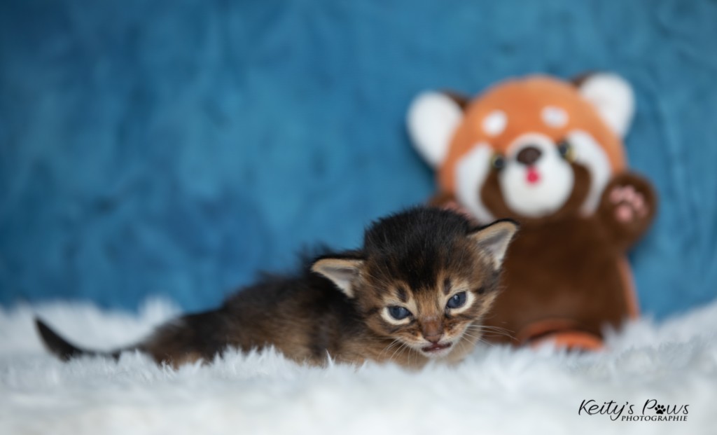  Aegnor-Azur (bleu)  2 Semaines