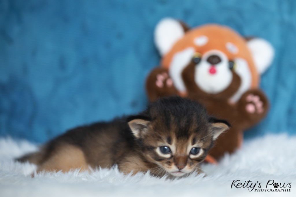 Ash-.... (vert)  2 Semaines